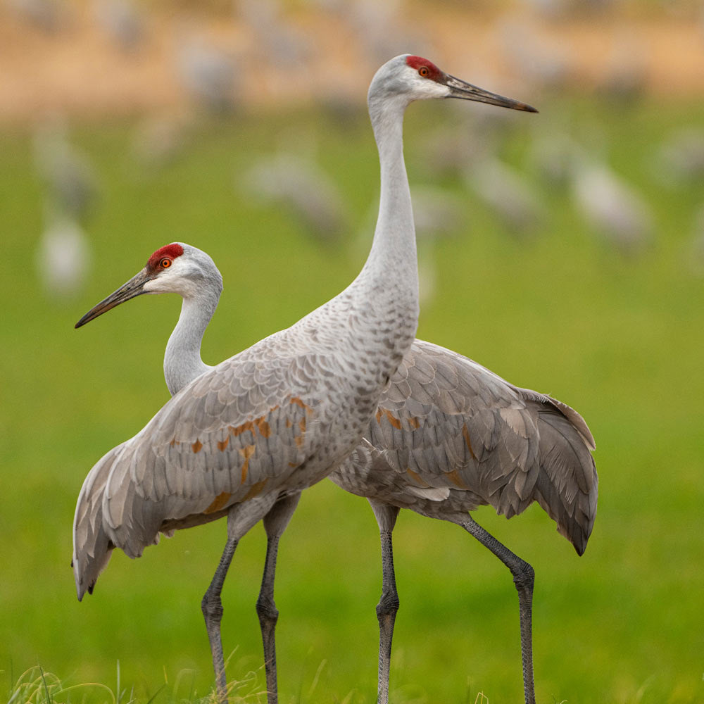 Sandhill Crane Photographers Group