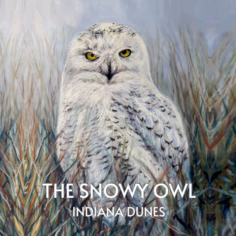 Snowy Owl Indiana Dunes Humane Indiana Collection