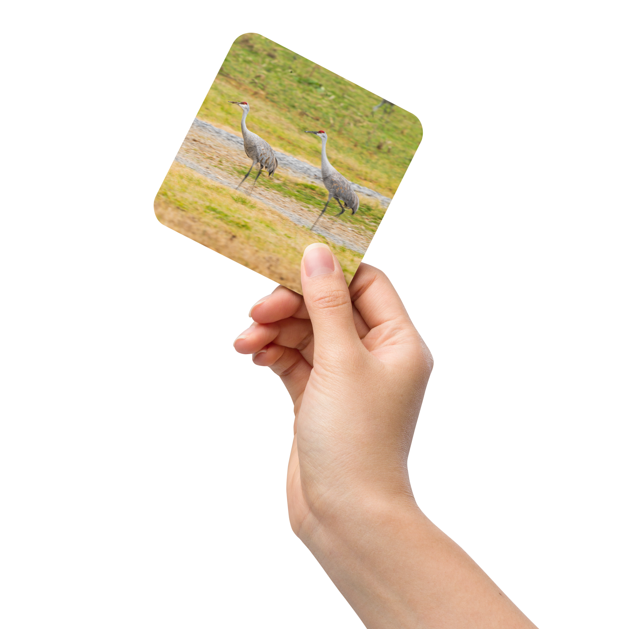 Sandhill Cranes In Harmony Cork-Back Coaster
