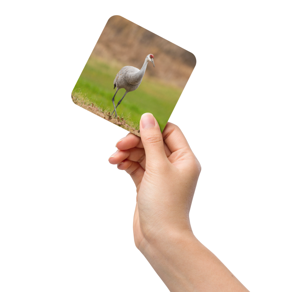 Sandhill Crane Graceful Stride Cork-Back Coaster
